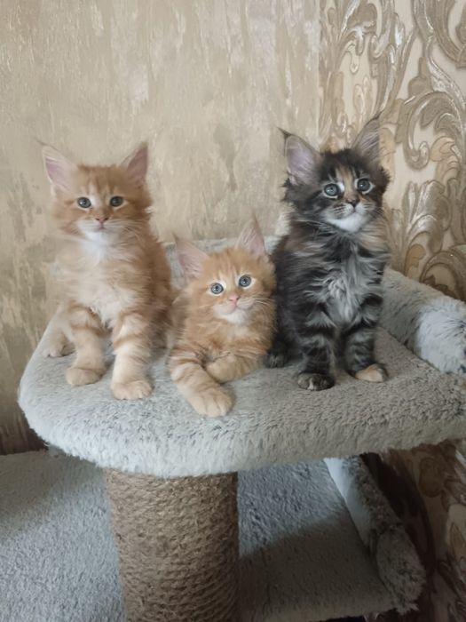 Котята мейн кун мейкун