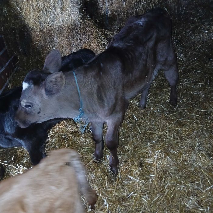 Телета мъжки и женски