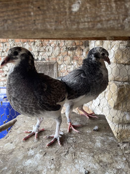 Vand porumbei voiajori