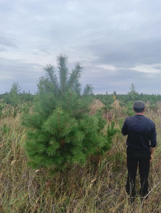 Сосны елка премиум качества густые оптом