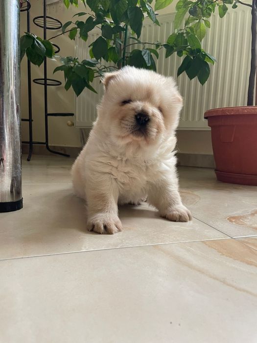 Чау чау мъжко бебе