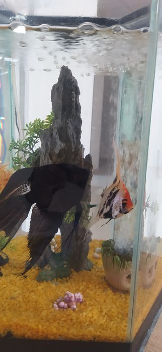 Продам аквариум на 40 л.