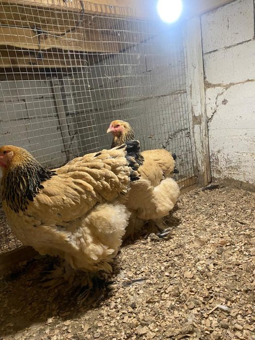 Брама брама куры