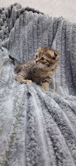 Шотландские котята