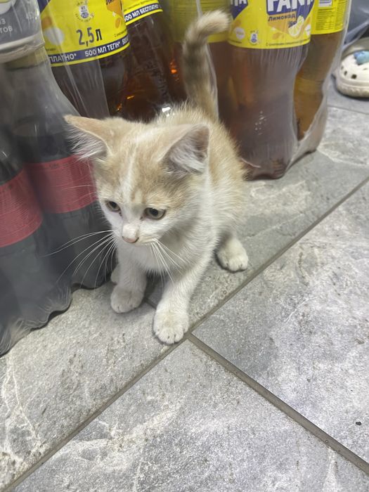 ОТДАМ КОТЯТ бесплатно мальчик девочка
