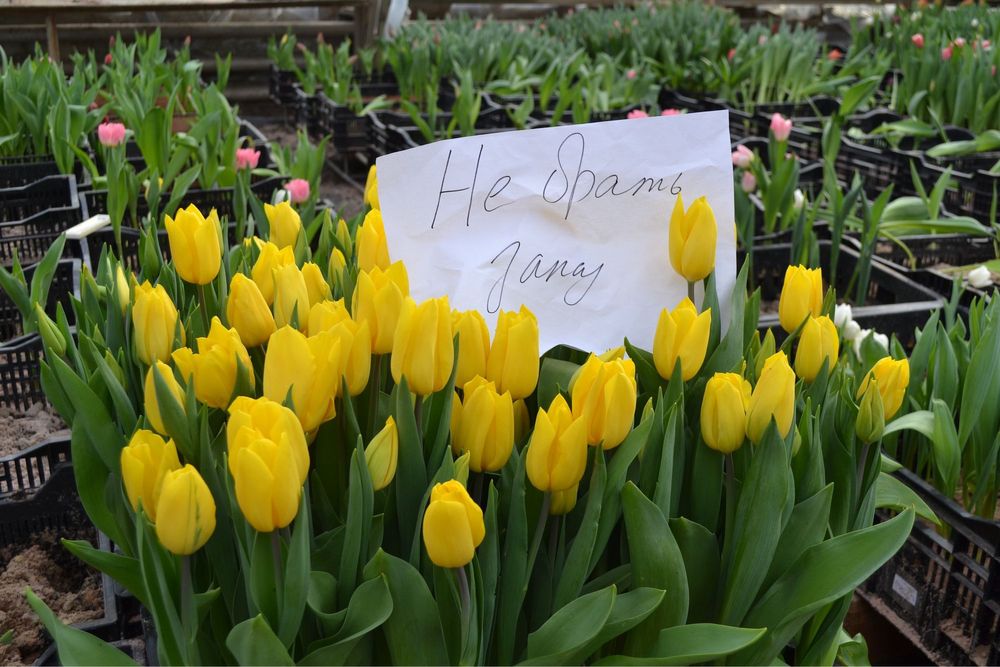 Тюльпаны Алматы