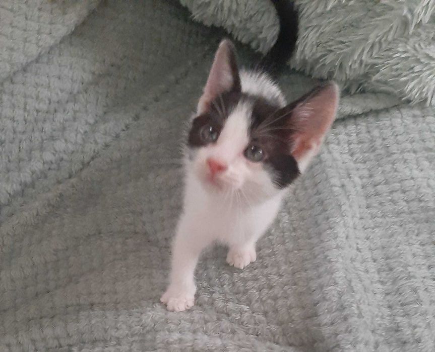Pui pisică pentru adopție