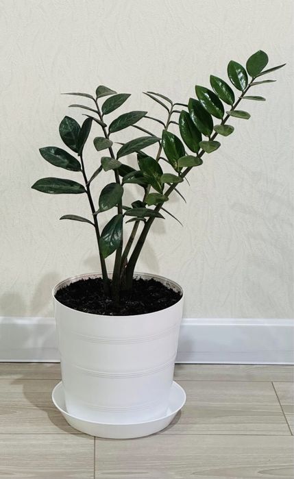 цветок Замиокулькас