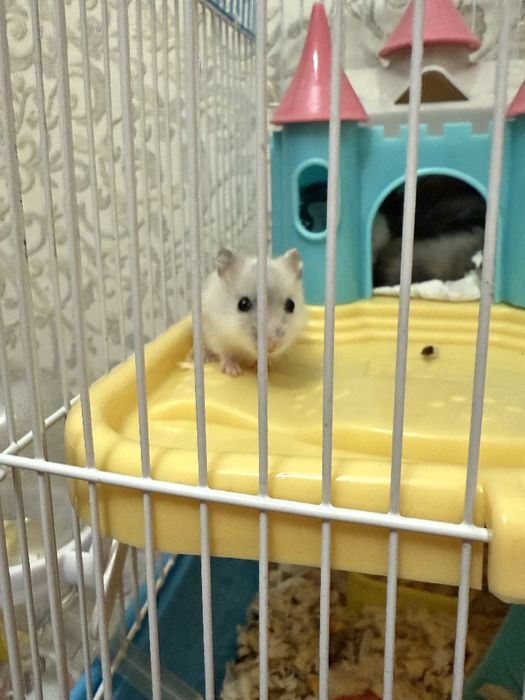 Джунгарские хомяки