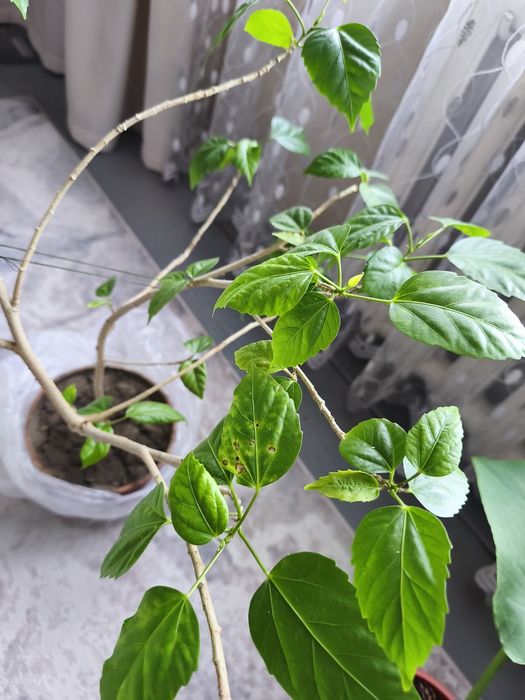 Цветы  комнатные