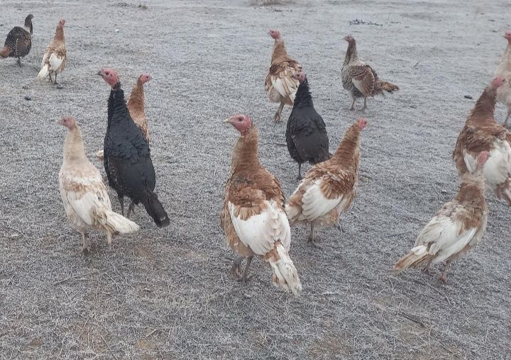 Күркетауық (үндік) Индюк индюшка