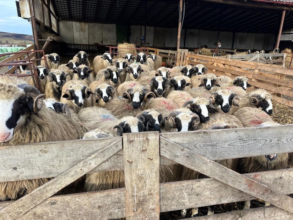 Berbeci de vanzare 2000 lei