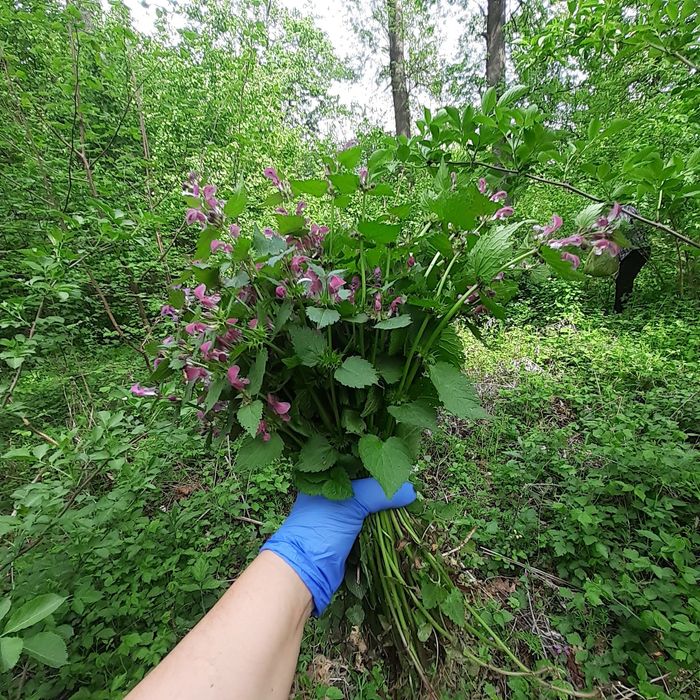Crema naturala pentru varice