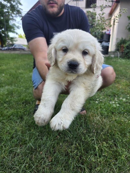 Golden retriever