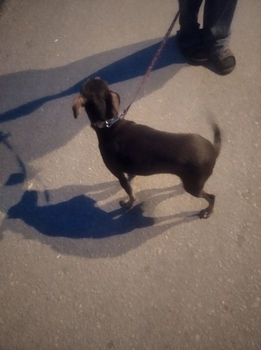 Продам карлекого пинчера