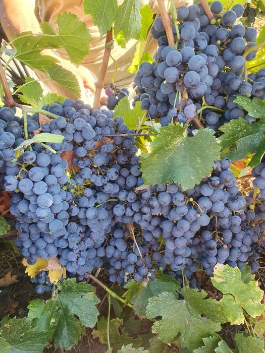 Vând urgent strguri