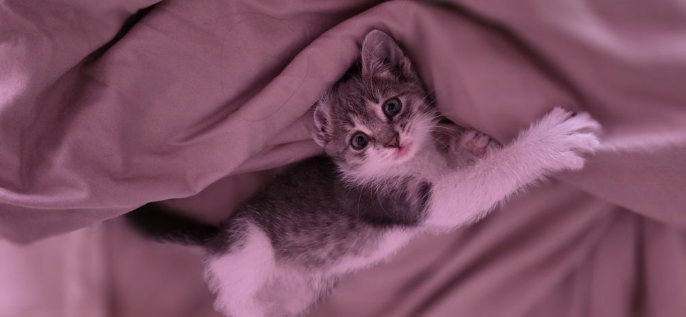 Котенок девочка .