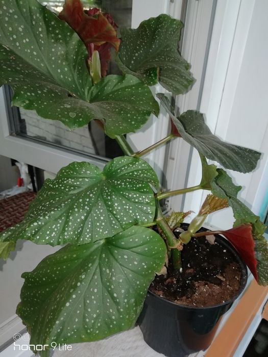 Цветы 3000т домашние.