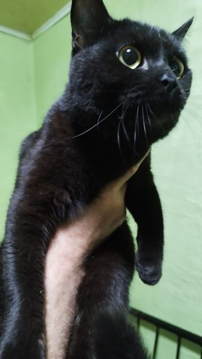 Отдам в добрые руки