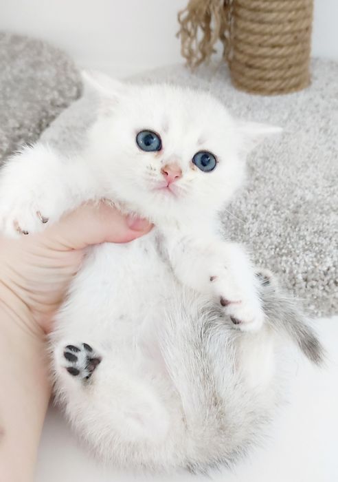Кошечки шотландские,