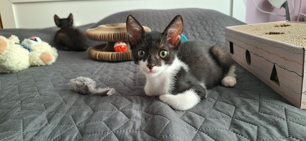 Подарявам мъжко котенце