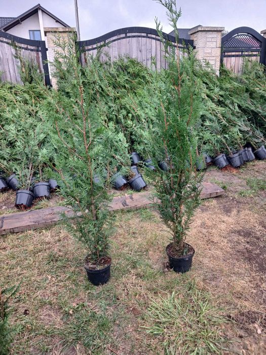 Leylandii 160-180cm