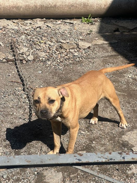 Продам бойцовского питбуля