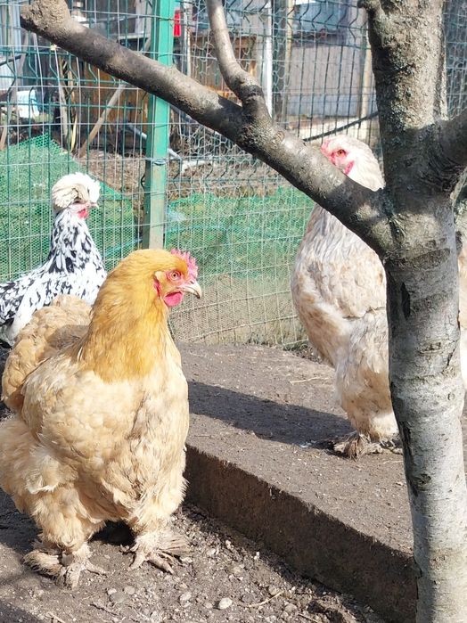 Vand pui   oua ,Brahma, toate culorile cochinchina,motate olandeze,