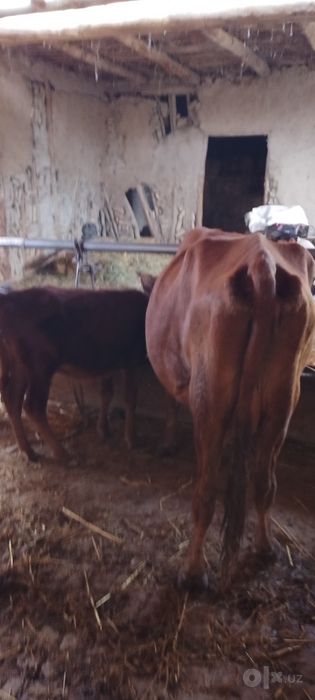 Ona bola sigir sotiladi kafolati bilan