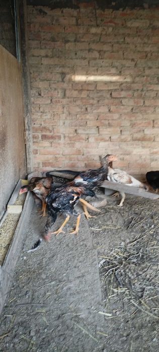 Продам шамо цыплят