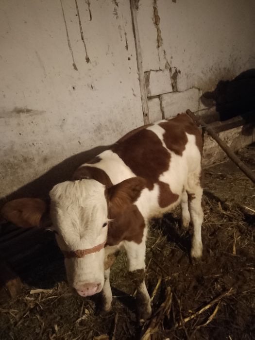 Vitei bălțați românesc