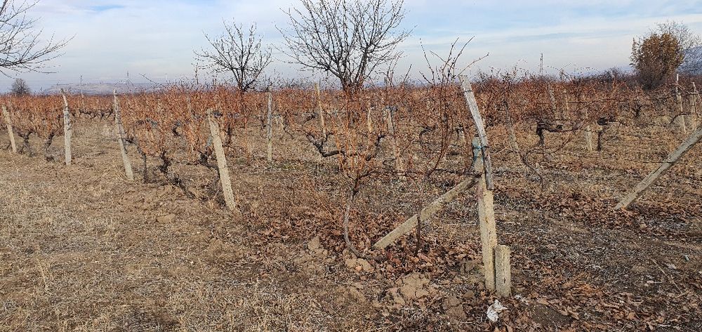 Продава се Земеделски имот в с. Устина, Област Пловдив -  кв.м за 3825 €/дка - Снимка #3