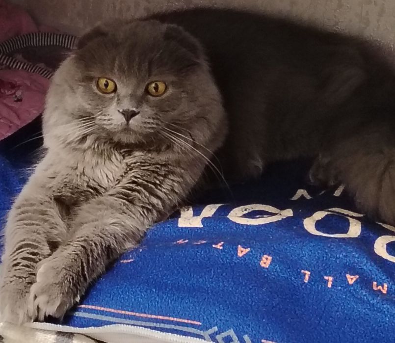 ВЯЗКА:Кот Хайленд-фолд