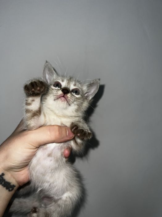 Красивые котята