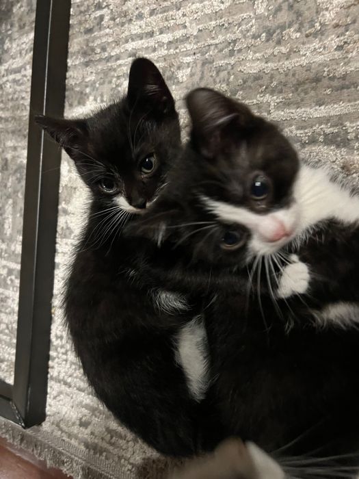 Pisici adopție București