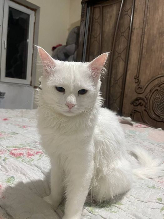 Ufa transseksual dam olish