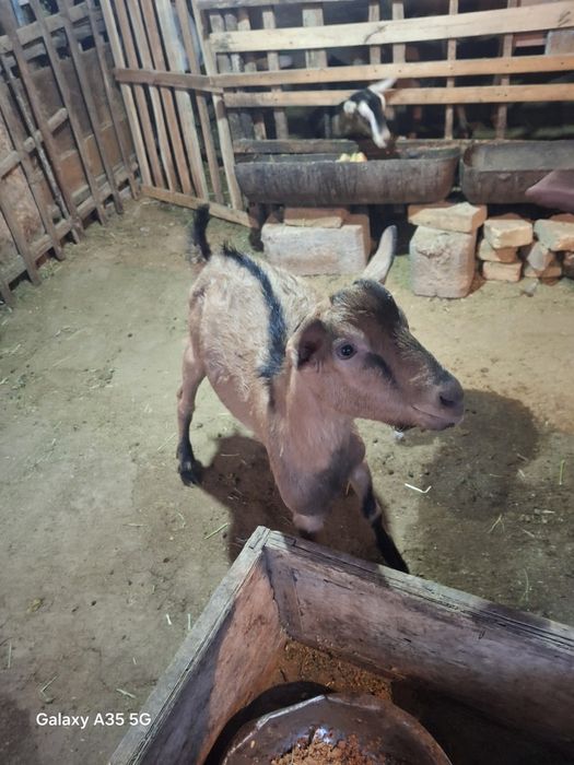 Теке лақ сатылады алты ай теке