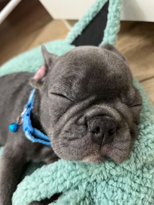 Продам Французский Бульдог