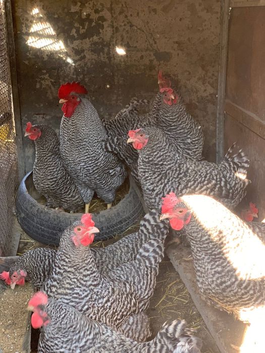 Венгрия товук тухумлари сотлади