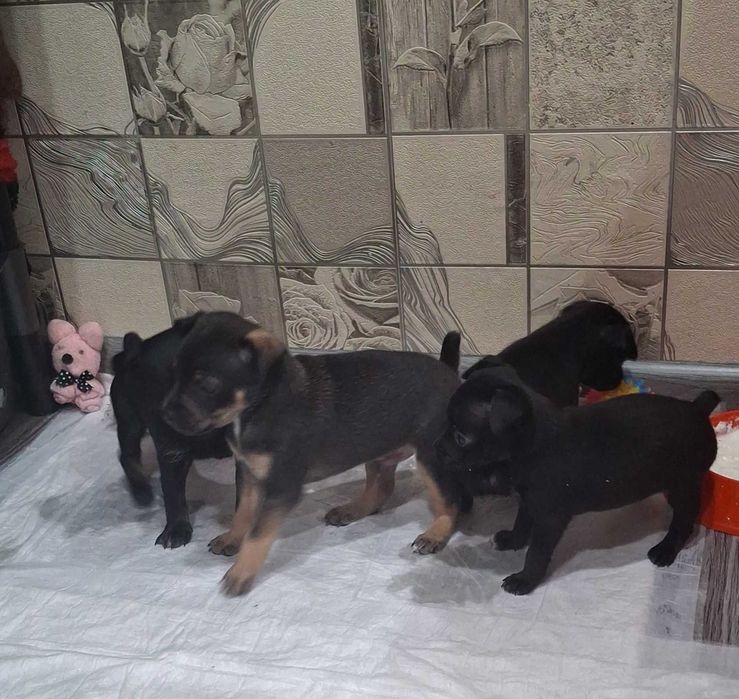 Щенки русский той терьер