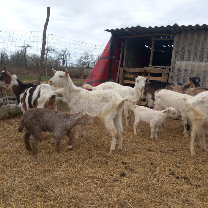 Vând 7 capre cu iezi