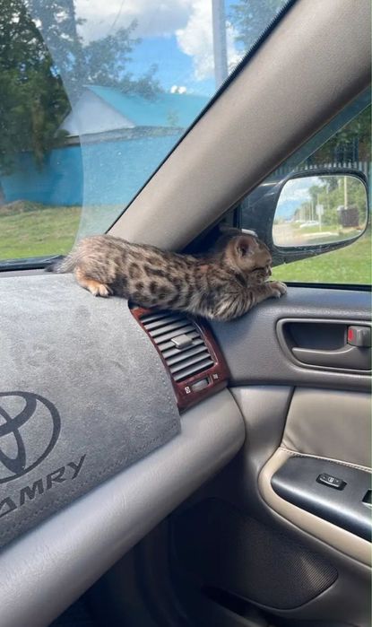 Котенок бенгалский
