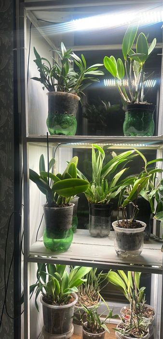 Продаю цветы  архидей