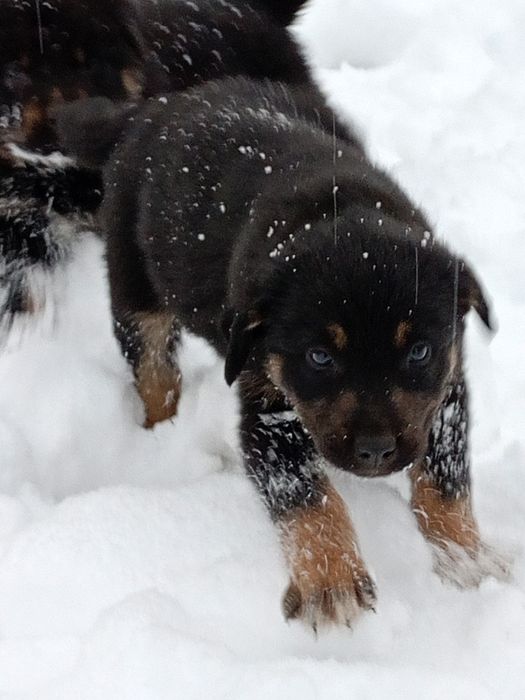 Продавам ротвайлерчета .