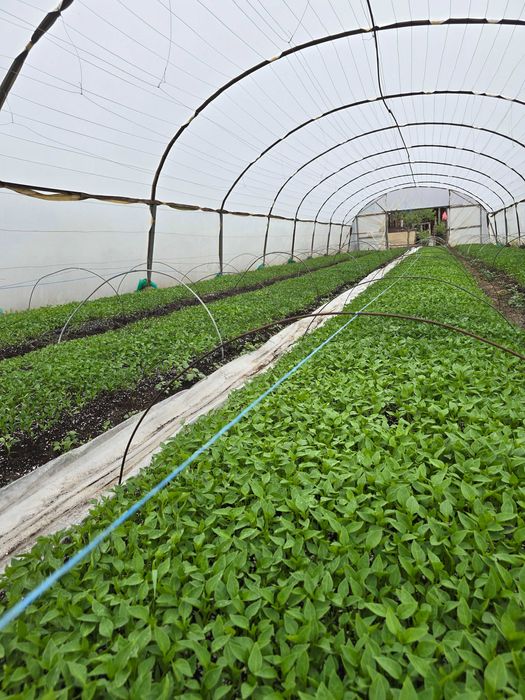 Разсад Пипер Слоново ухо и Царска капия