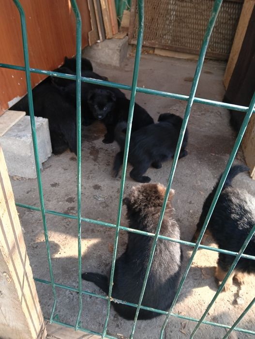 Продаются щенки немецкой овчарки