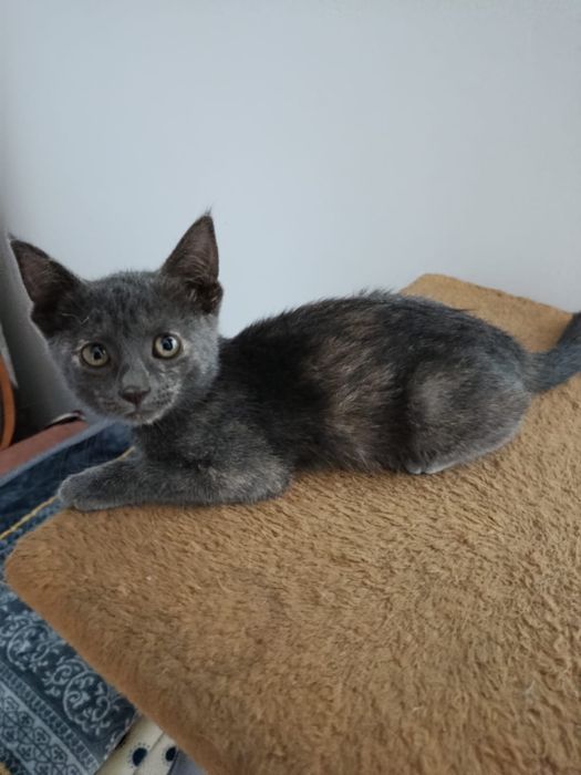 Котенок в добые руки!