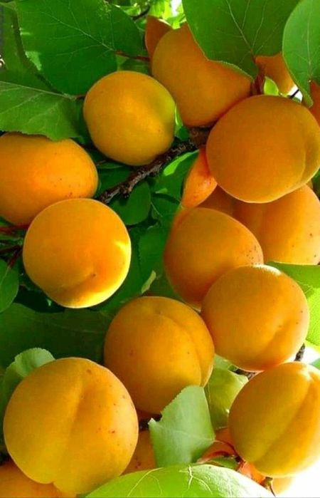 Pomi Fructiferi Columnari (Soiuri De Cais )