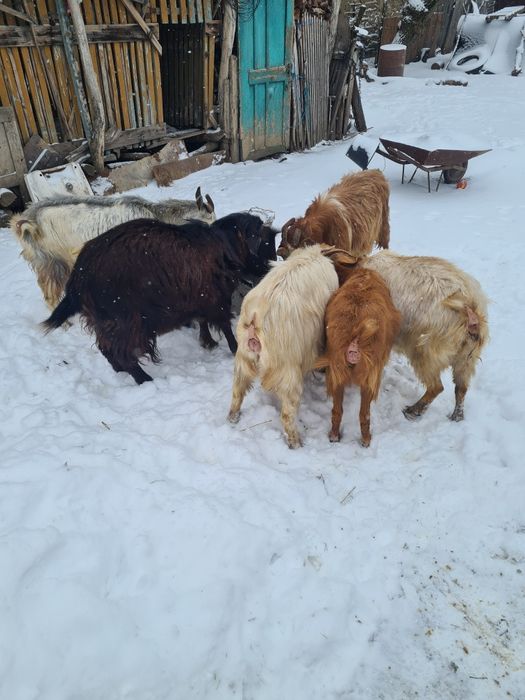Vând șase capre.