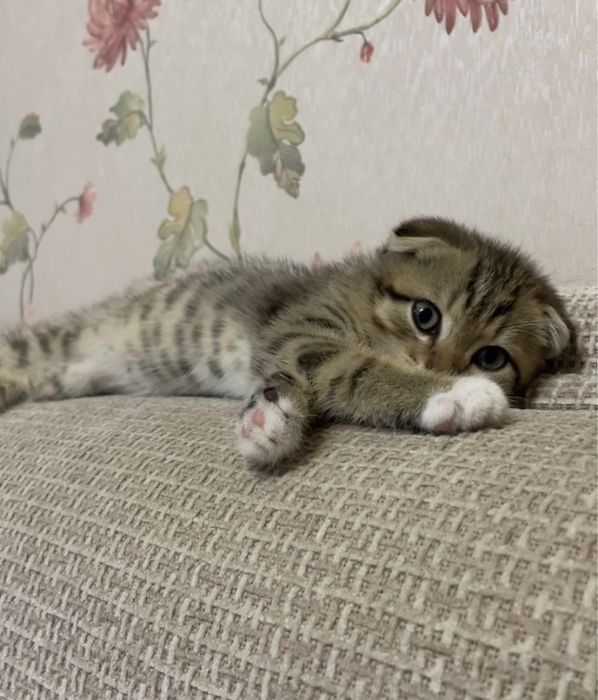 Кошка сатылады. Астана